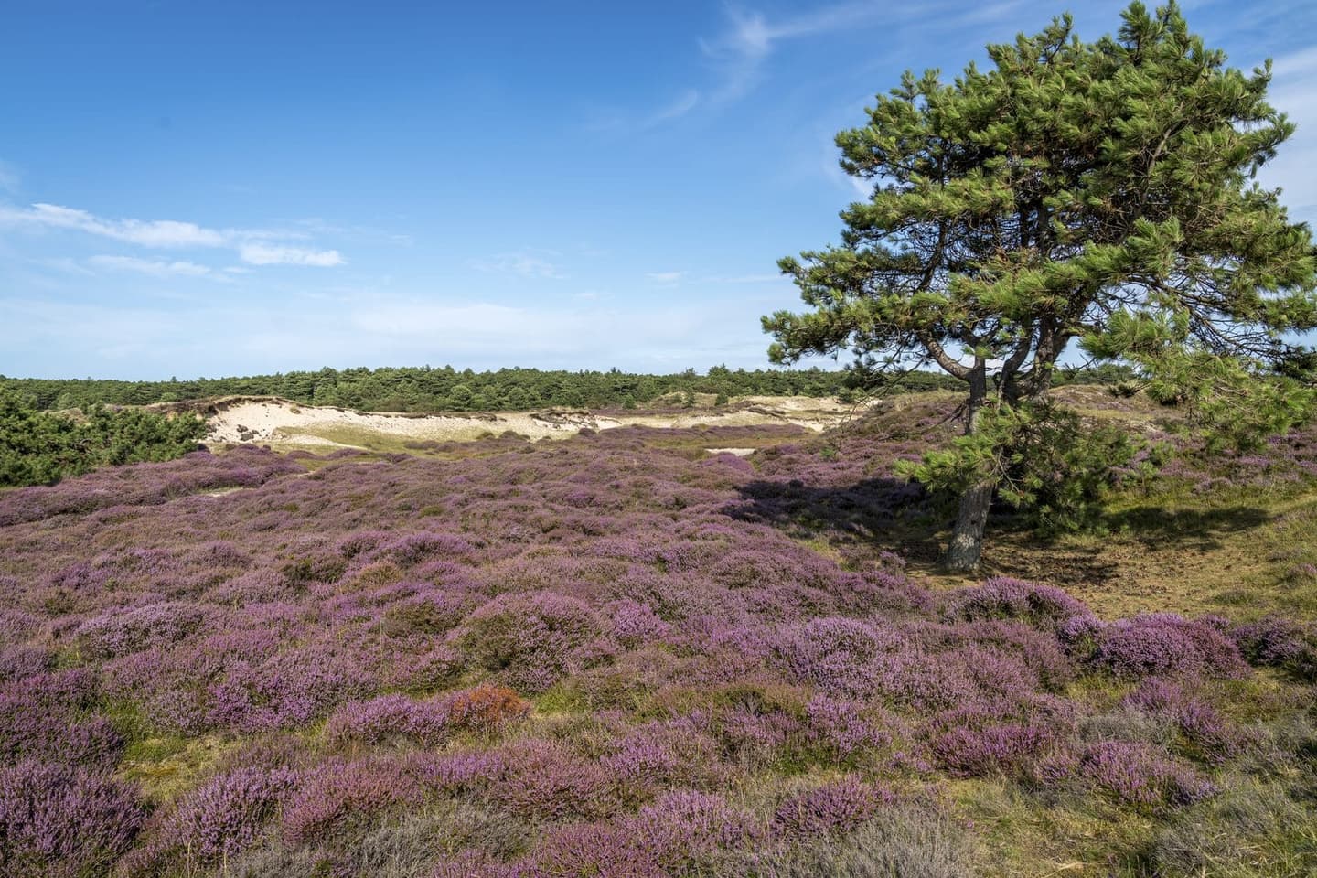 Duinen Terschelling, natuur rondom vakantieverhuur Noordhoek
