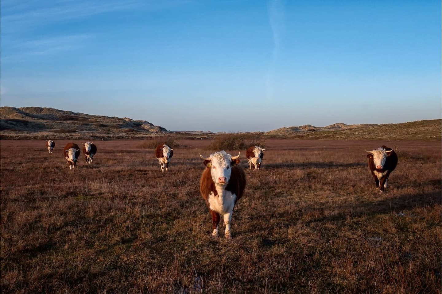 Helmgras in de duinen van Terschelling, wandelen vanuit Noordhoek