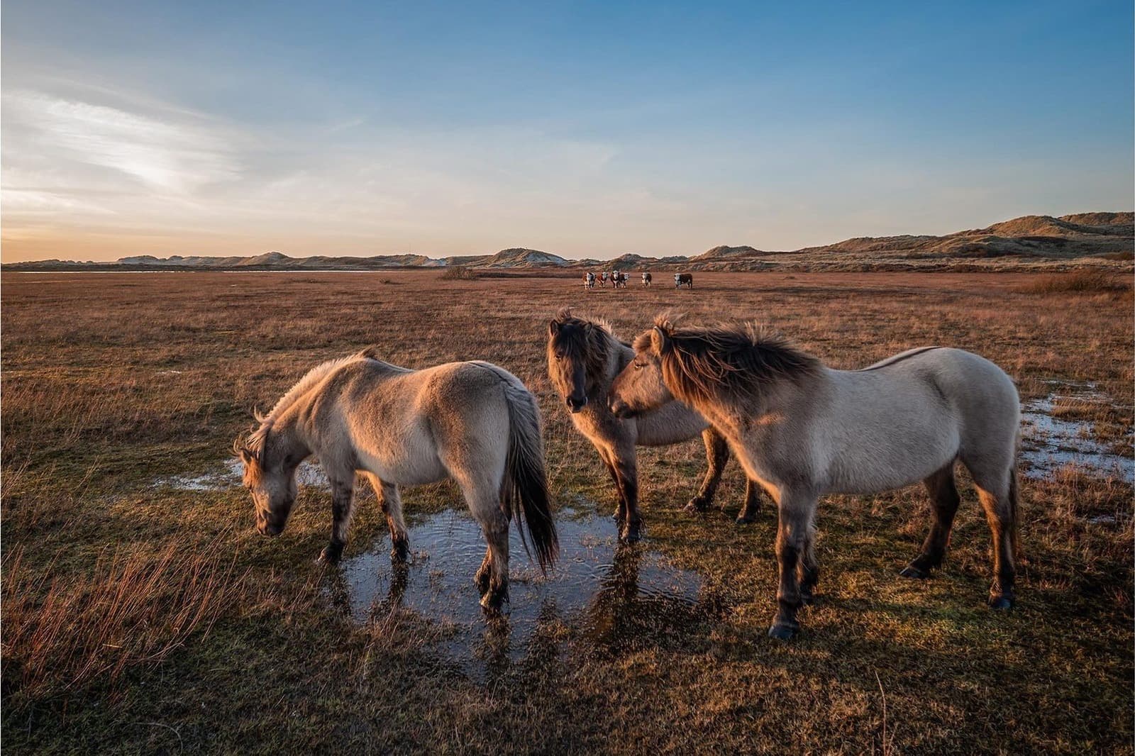 Duinen Midsland aan Zee Terschelling in de ochtend, wandelgebied vakantie