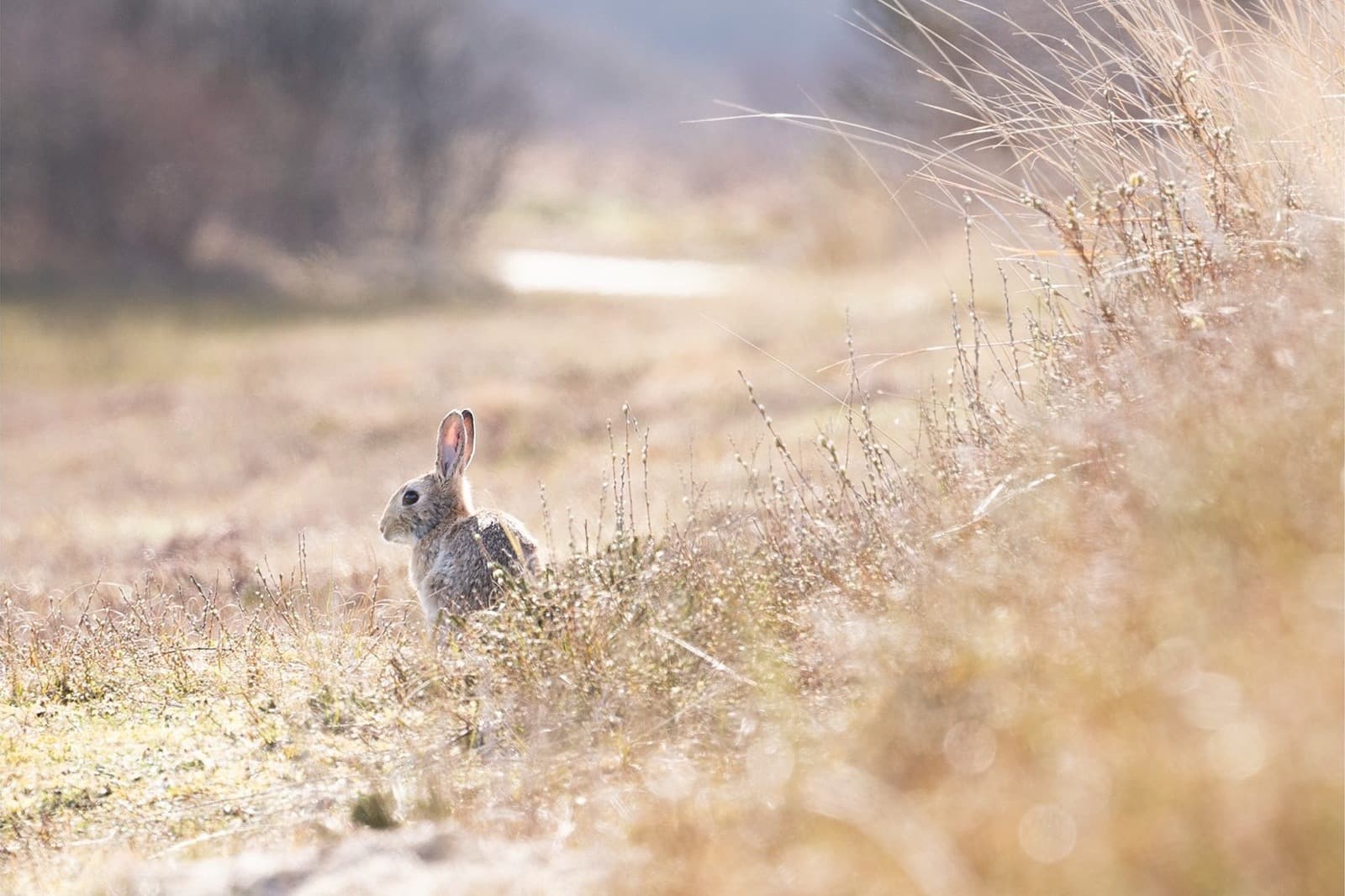 Duinen Terschelling bij zonnig weer, natuur Midsland aan Zee vakantie
