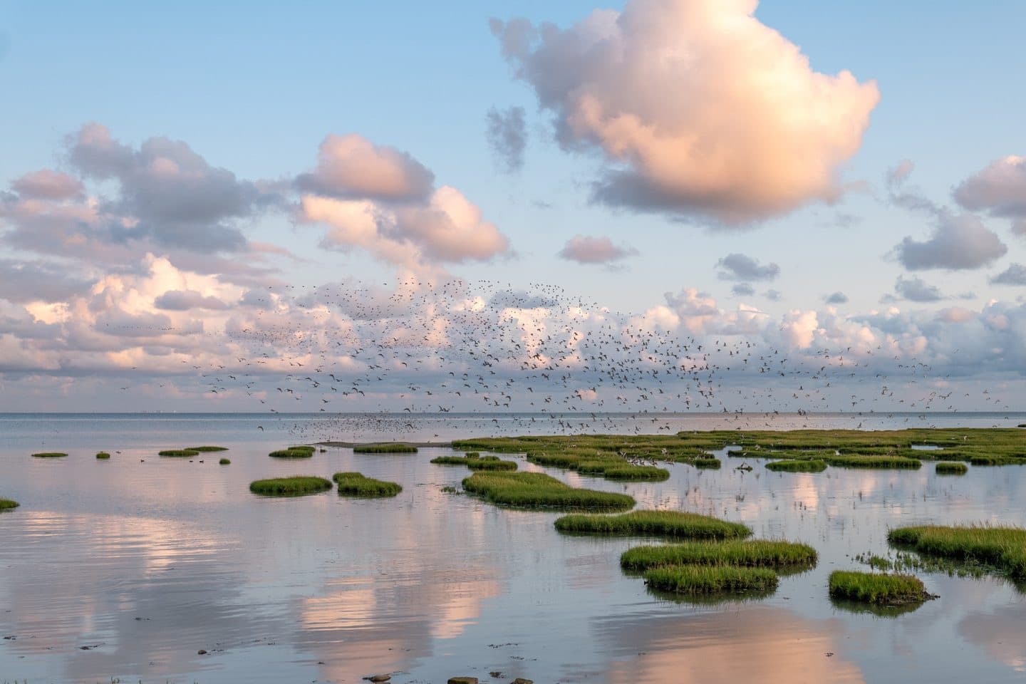 Vogels boven het Waddengebied Terschelling, UNESCO natuur bij Waddeneiland vakantie