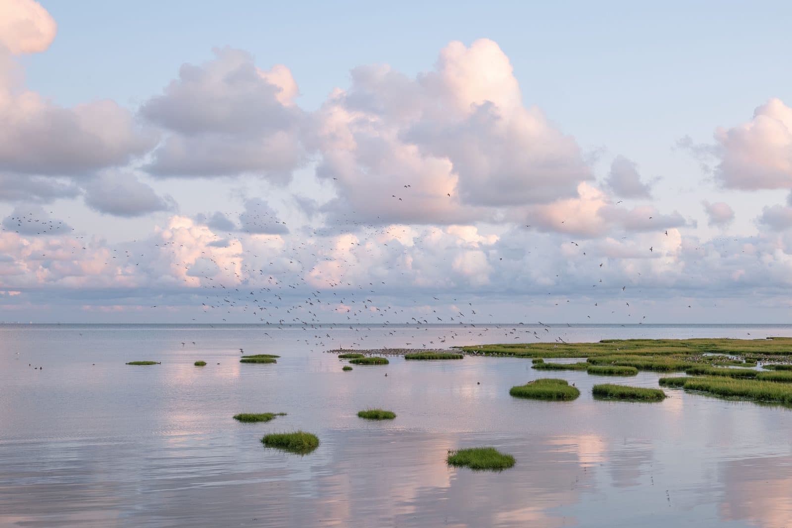 Wad Terschelling, rijke vogelwereld Waddeneiland vakantie