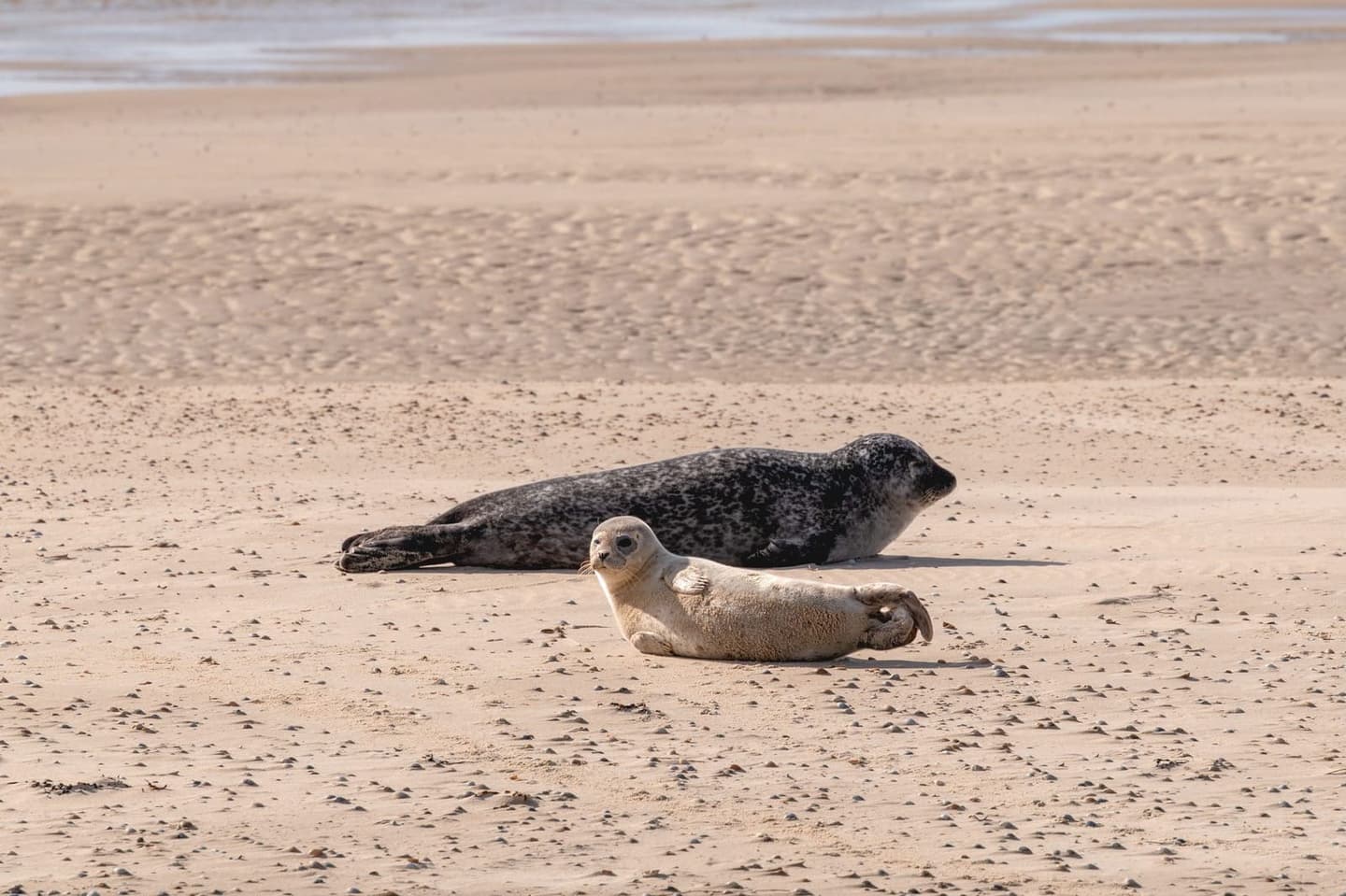 Wad bij Terschelling, Waddeneiland vakantieverhuur Noordhoek